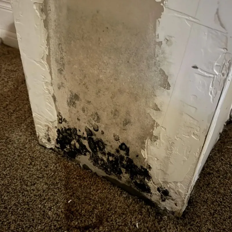 Professional Mold Removal in Dixon, IL